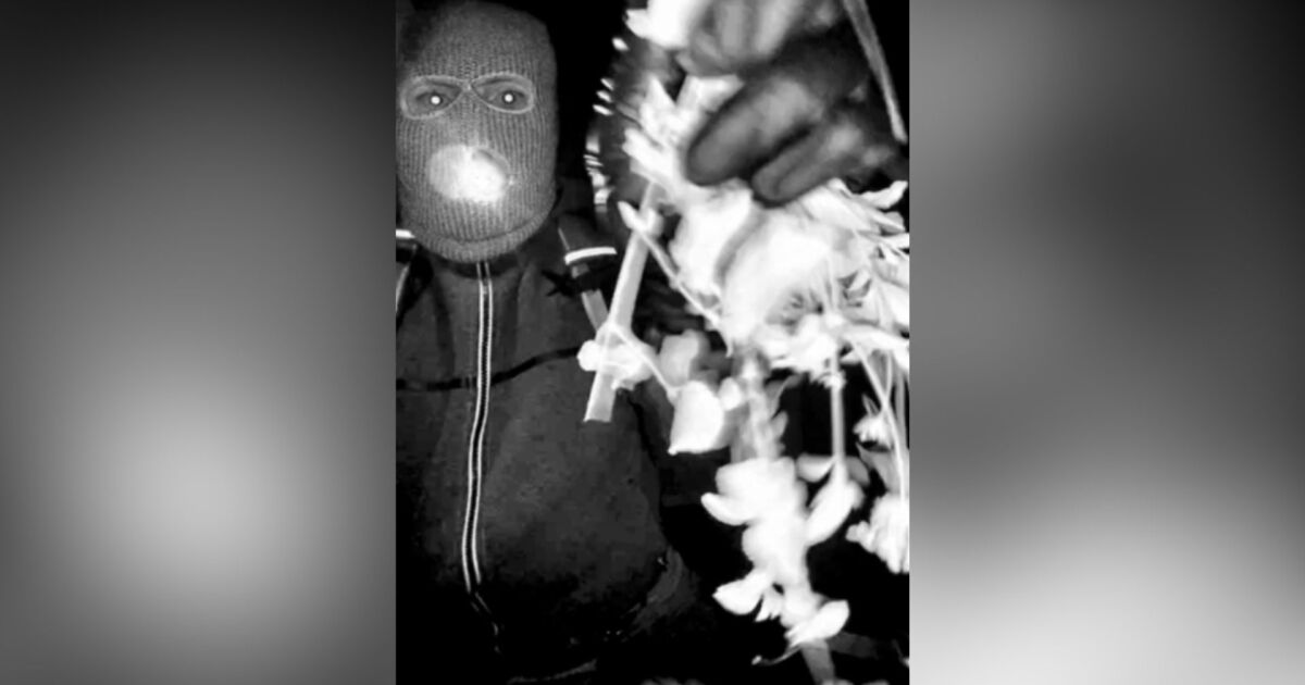 FBI releases images and video of masked individual in search for Nancy Guthrie