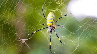 Beautiful,Japanese,Yellow,Joro,Spider,In,The,Net,Close,Up