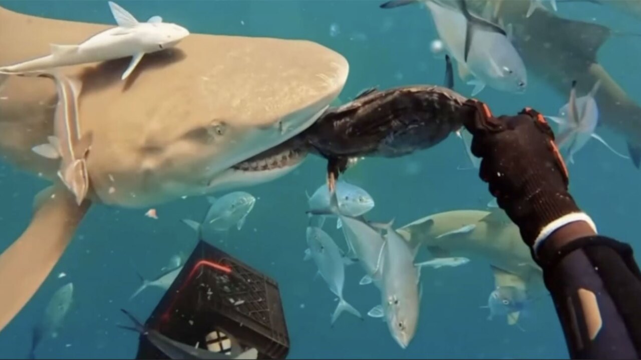 Sharks 