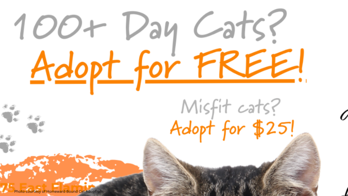 Is Cat Adoption Free: Unveiling the Truth Behind Costs