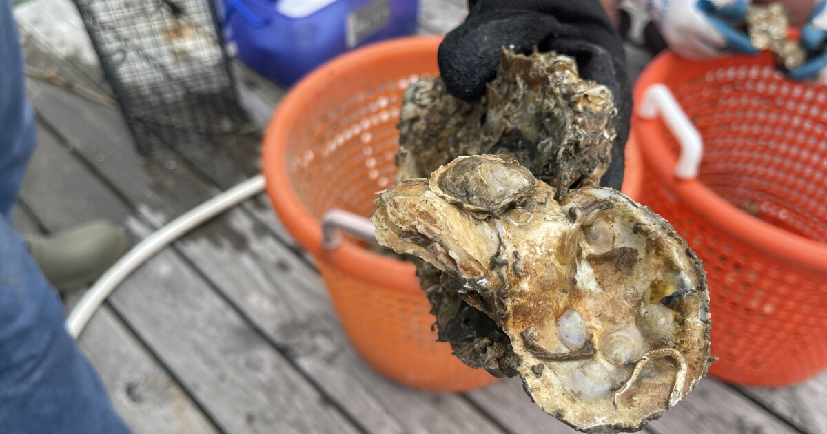 Oyster gardening improving Chesapeake Bay ecosystem; Here's how you can help - Vimarsana News