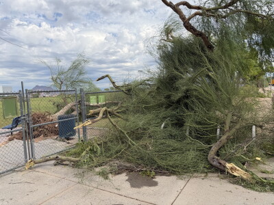 A pile of downed trees from Mesa's Quail Run Park on Wednesday