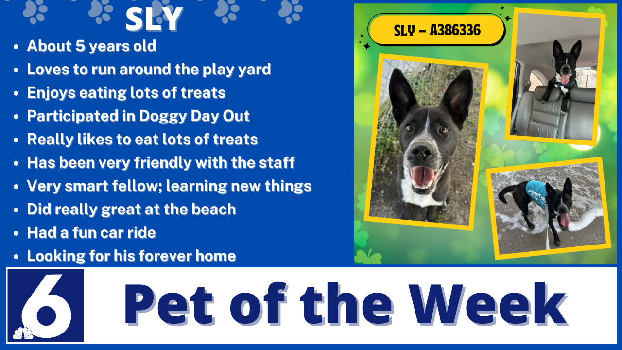 Copy of Pet of the week Sly 2.png
