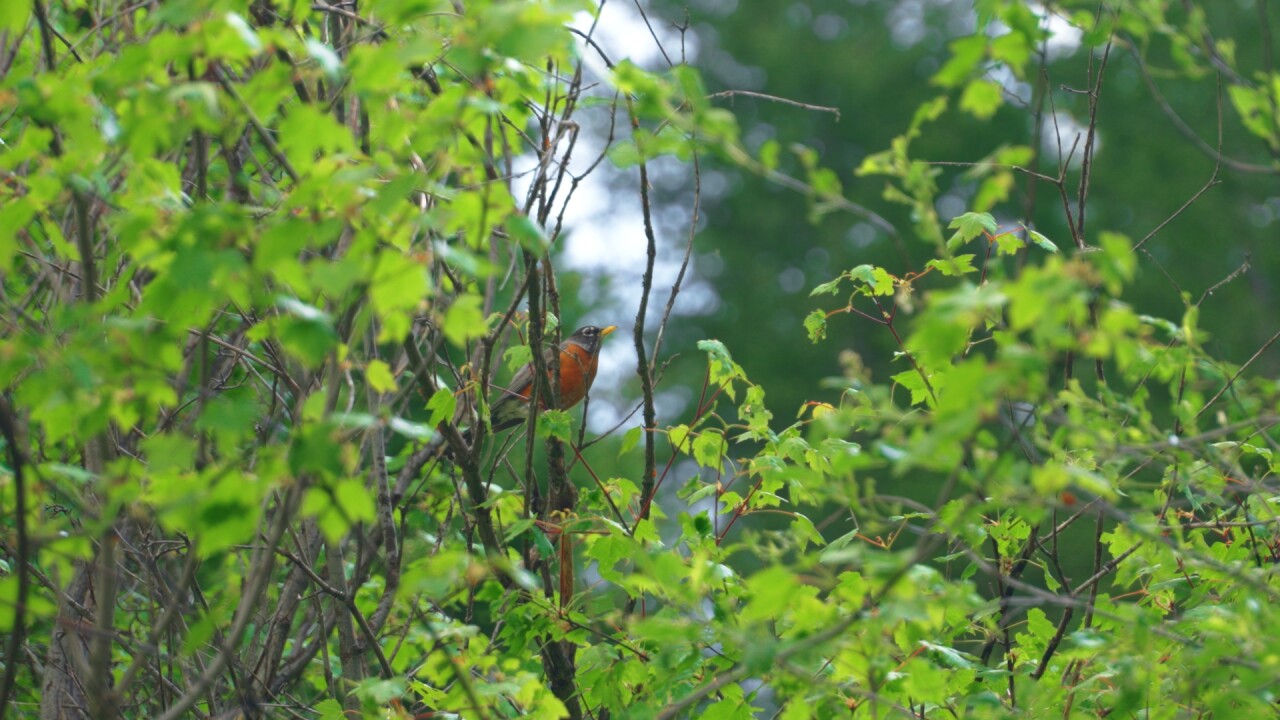 Bird 1
