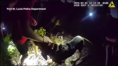 Bloodhounds used to find missing 13-year-old child with autism: Police