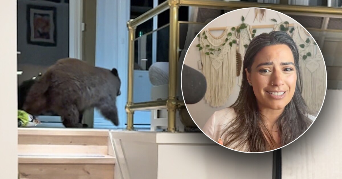 Black bear breaks into Boulder home twice in one night Black bear breaks into Boulder home twice in one night