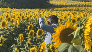 Sunflower field.png