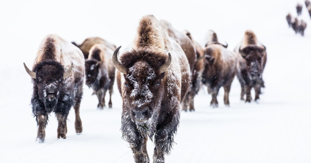 More than 100 bison transferred from Yellowstone National Park to Fort Peck - Vimarsana News