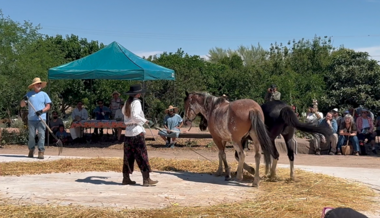 San Ysidro Festival: Horses threshing wheat