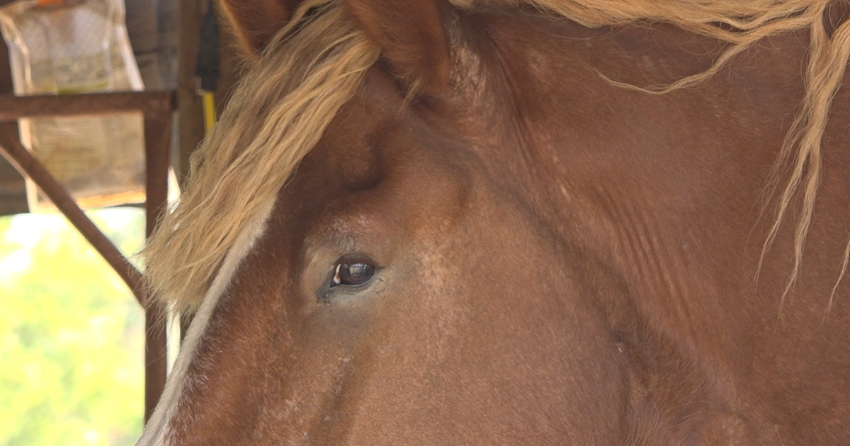 Legacy Ranch celebrates 1 year of horse rescues - Vimarsana News