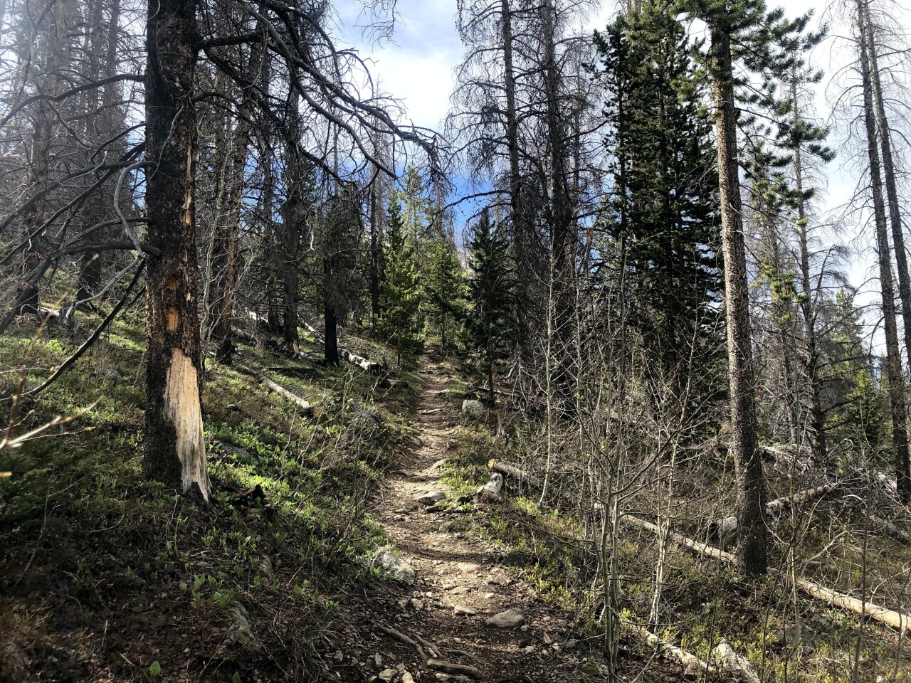 Dead standing trees on Ptarmigan Trai_2020