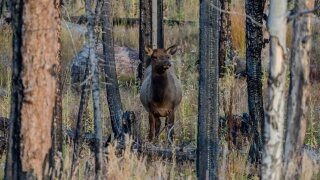 CPW SW Region elk .jpeg
