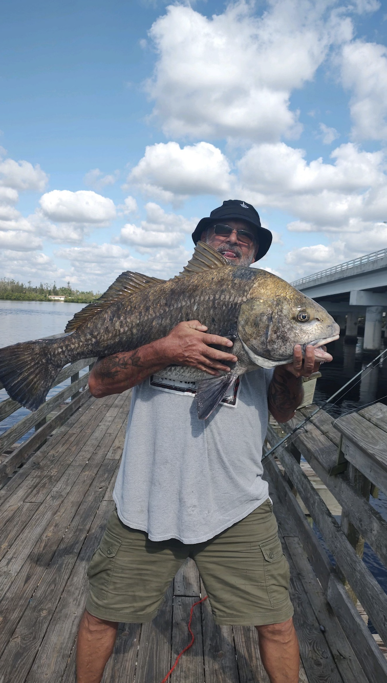 black drum