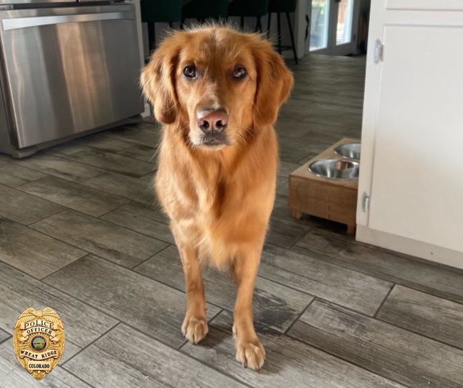 Dog washed away in Clear Creek near Boyd's Crossing Park in Wheat Ridge 5-28-24