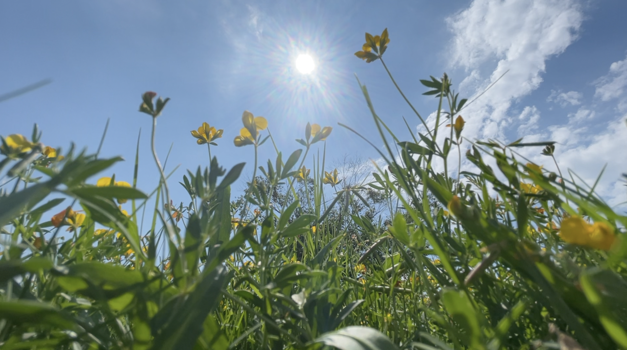 “The Sun, worship at your own risk!” Local Dermatologist warns of cancer risk.