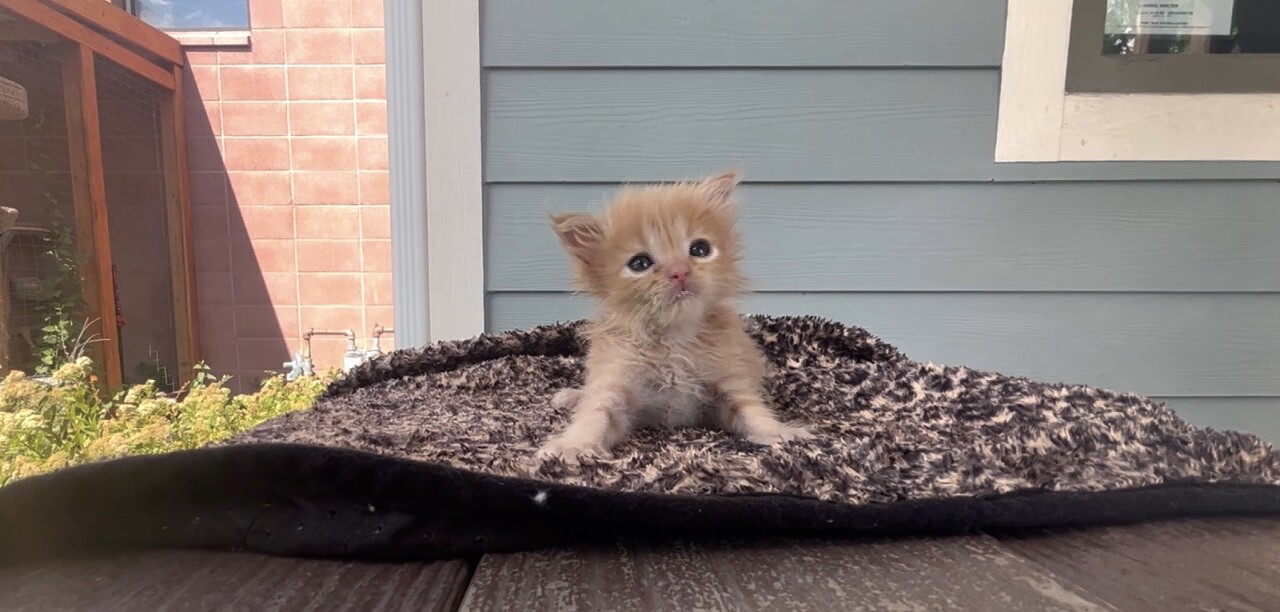 Image 7-23-23 at 7.52 PM.jpg