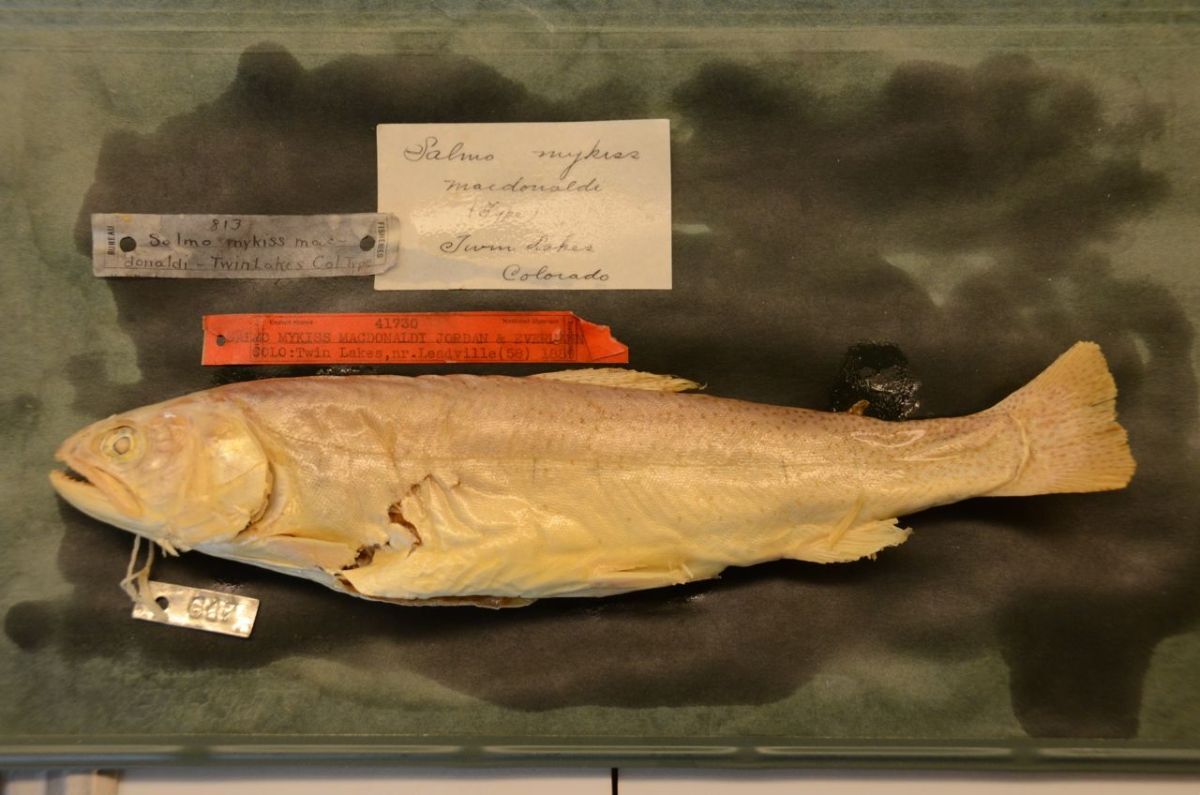 yellowfin-trout-smithsonian.jpeg