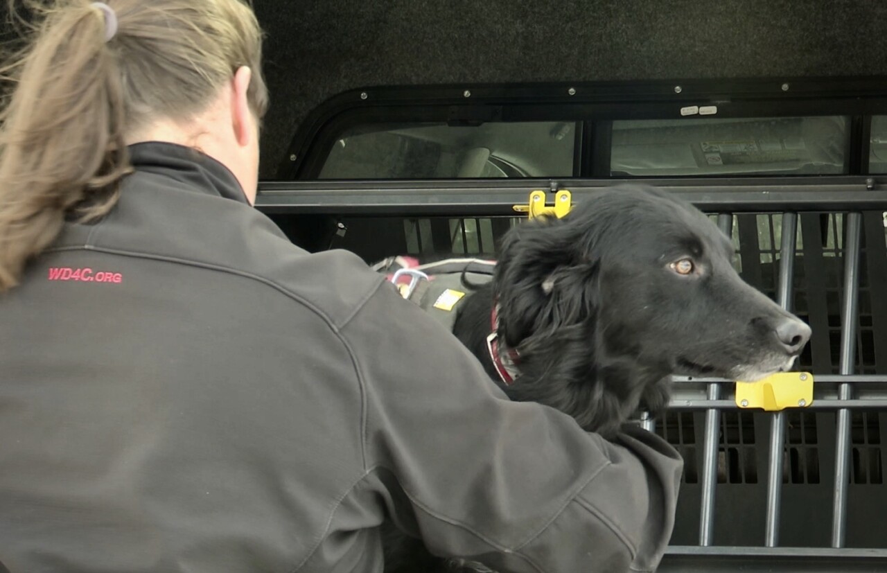 Sulley is being trained by Working Dogs for Conservation
