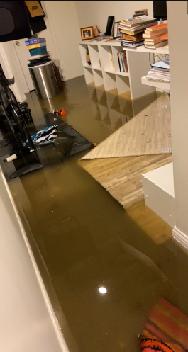 Caroline Melson's basement flooded in the spring of 2022 from a suspected sewer backup, but a tree root was to blame.