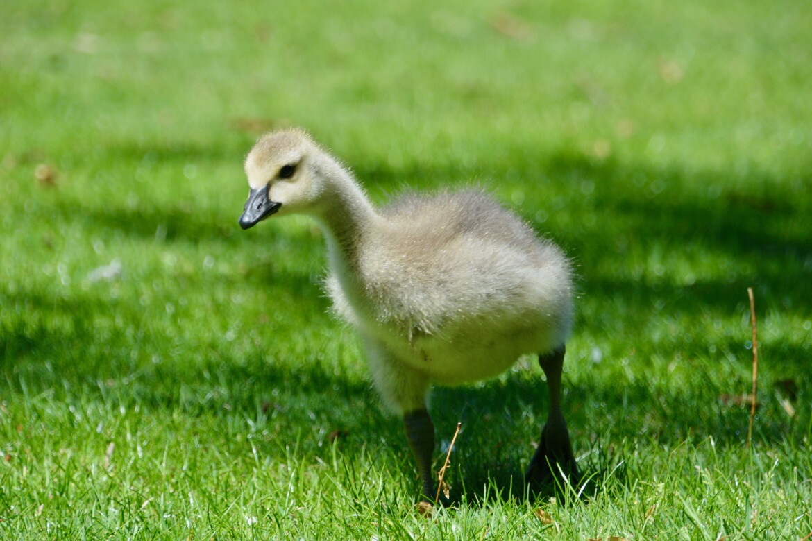 canada_goose_gosling.jpeg
