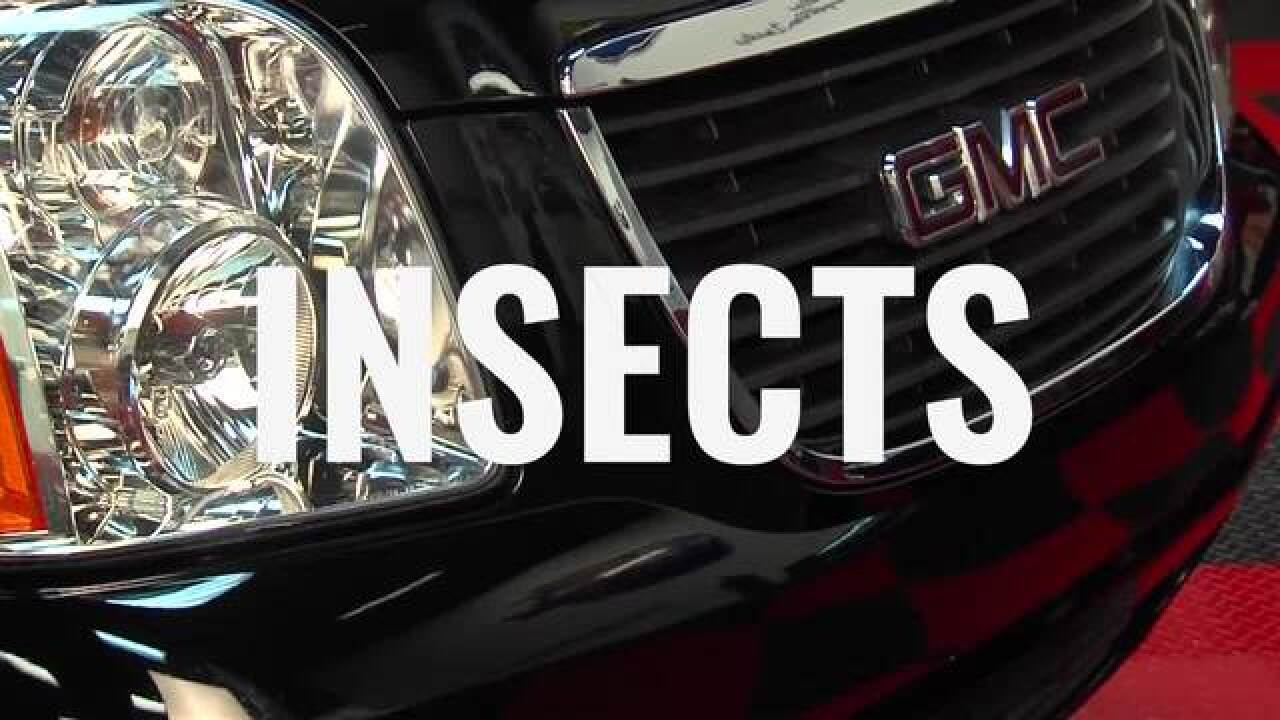 D.I.Y. Tip: How to safely remove bugs from your car's paint