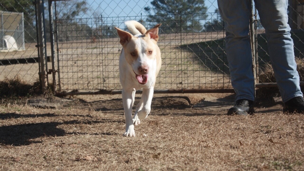 From Bargains to Second Chances: Thrift Store Helps Keep Dogs Alive