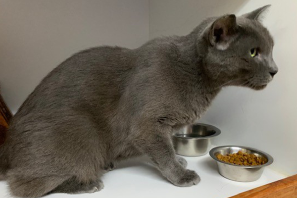 Missing cat found in Florida 5 years after leaving Ohio home