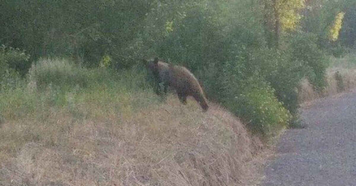 Bear spotted near Patagonia