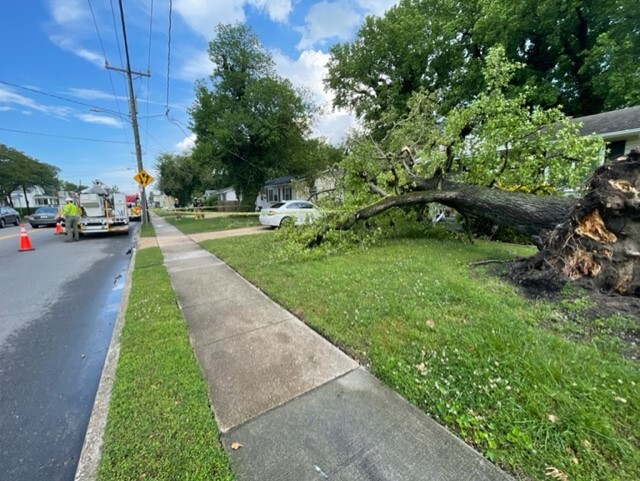 NF Wilson Road tree on home (May 16)
