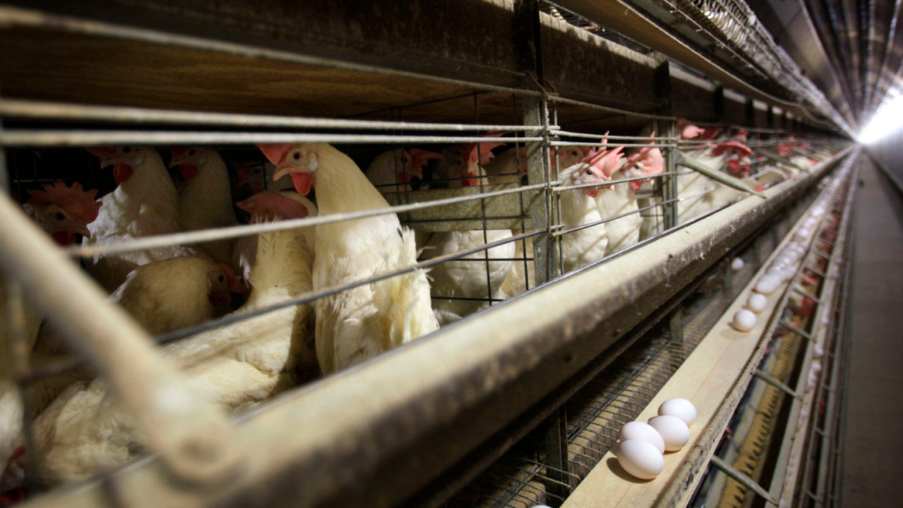 Chickens stand in their cages at a farm