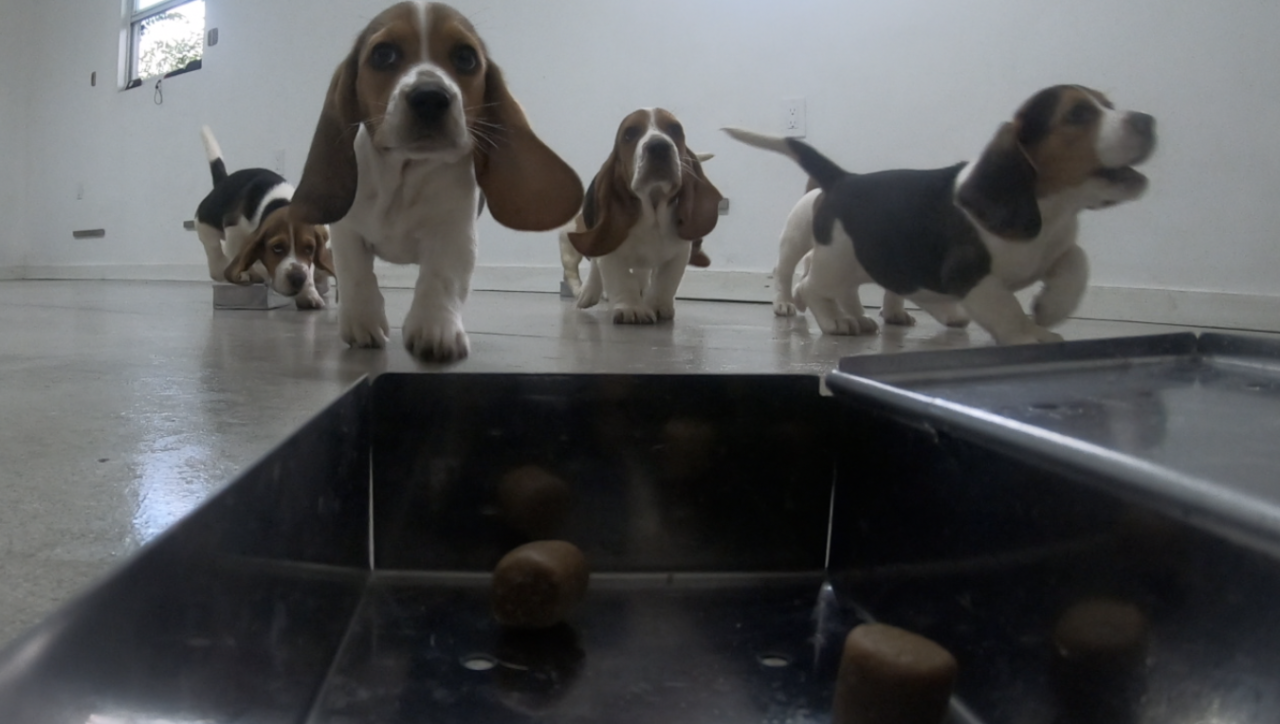 COVID-Sniffing-pups-000.png