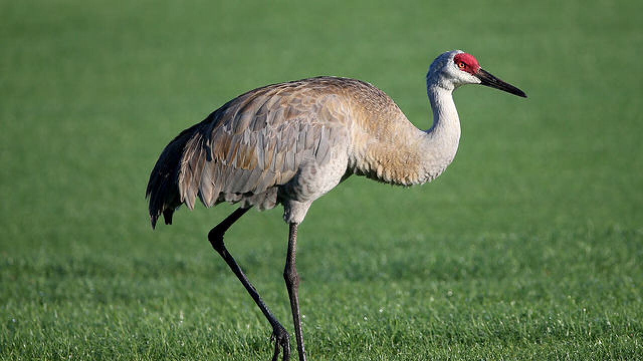 Image result for sandhill crane