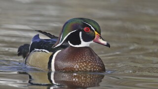 WOOD DUCK