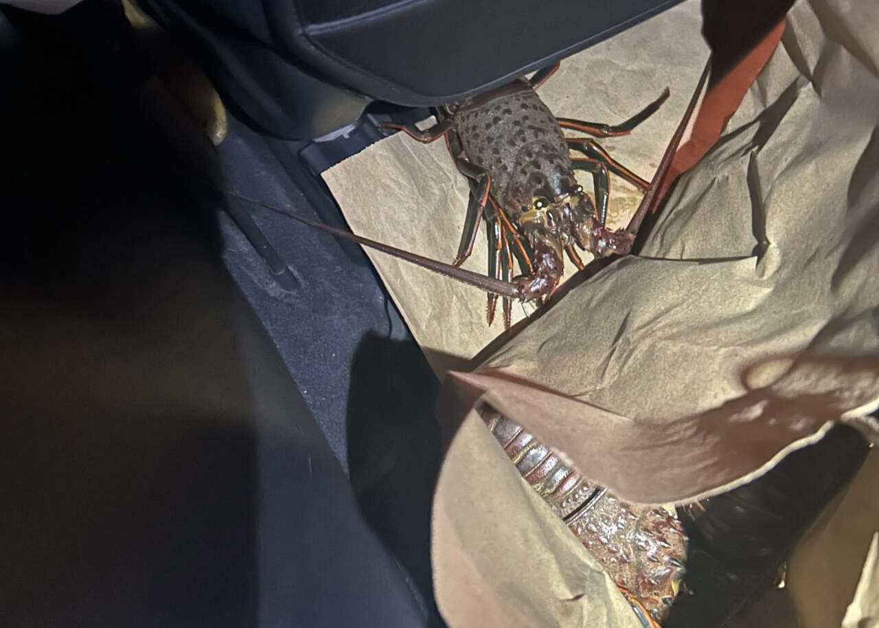 Lobster3.jpg