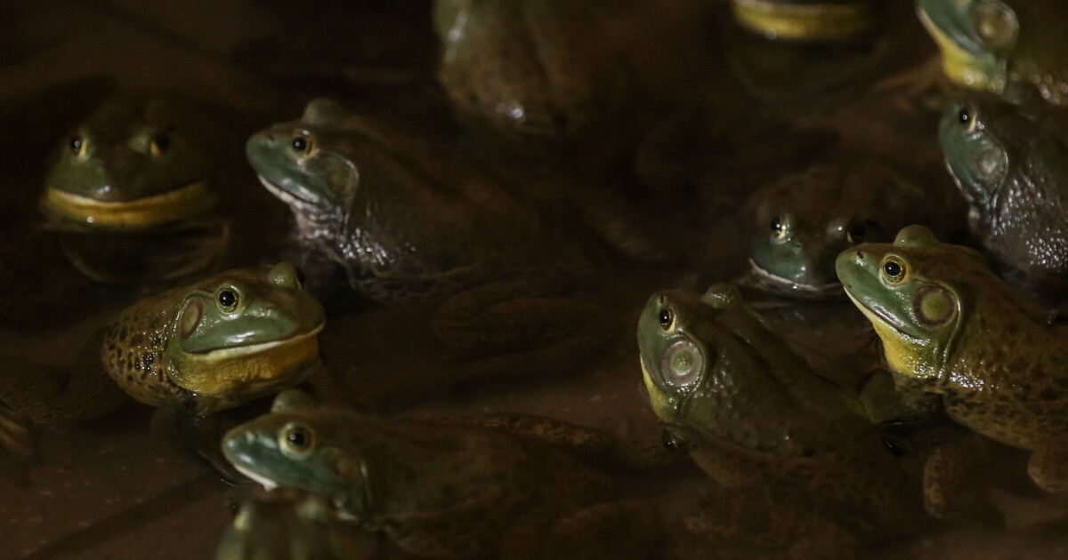 Northern Colorado trying to rid region of invasive frogs