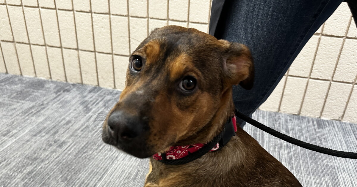Pet Adoption Tuesday: Meet Acorn! - Vimarsana News