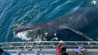 View from Morro Bay Whale Watching boat during humpback whale season