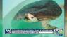 Valentine's Day sea turtle adoptions at Loggerhead Marinelife Center