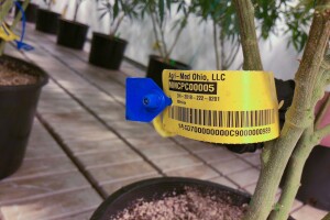 Medical Marijuana17.jpg