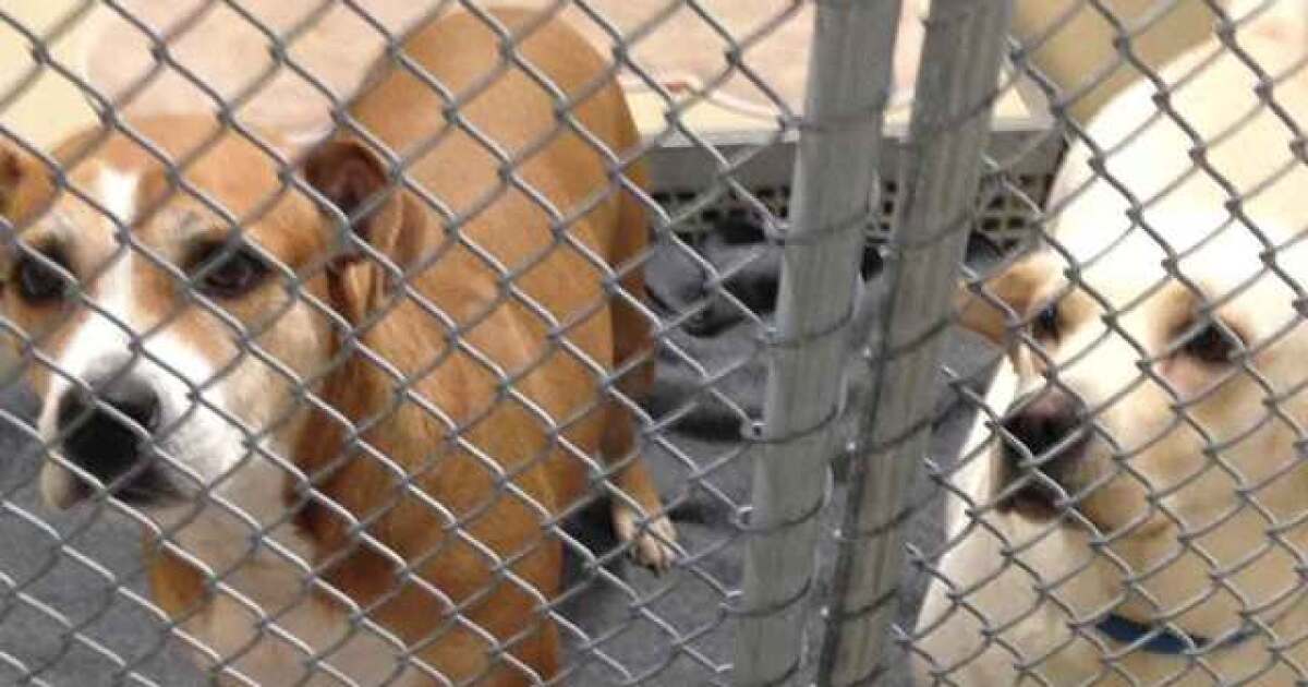 Shelters work to keep animals warm