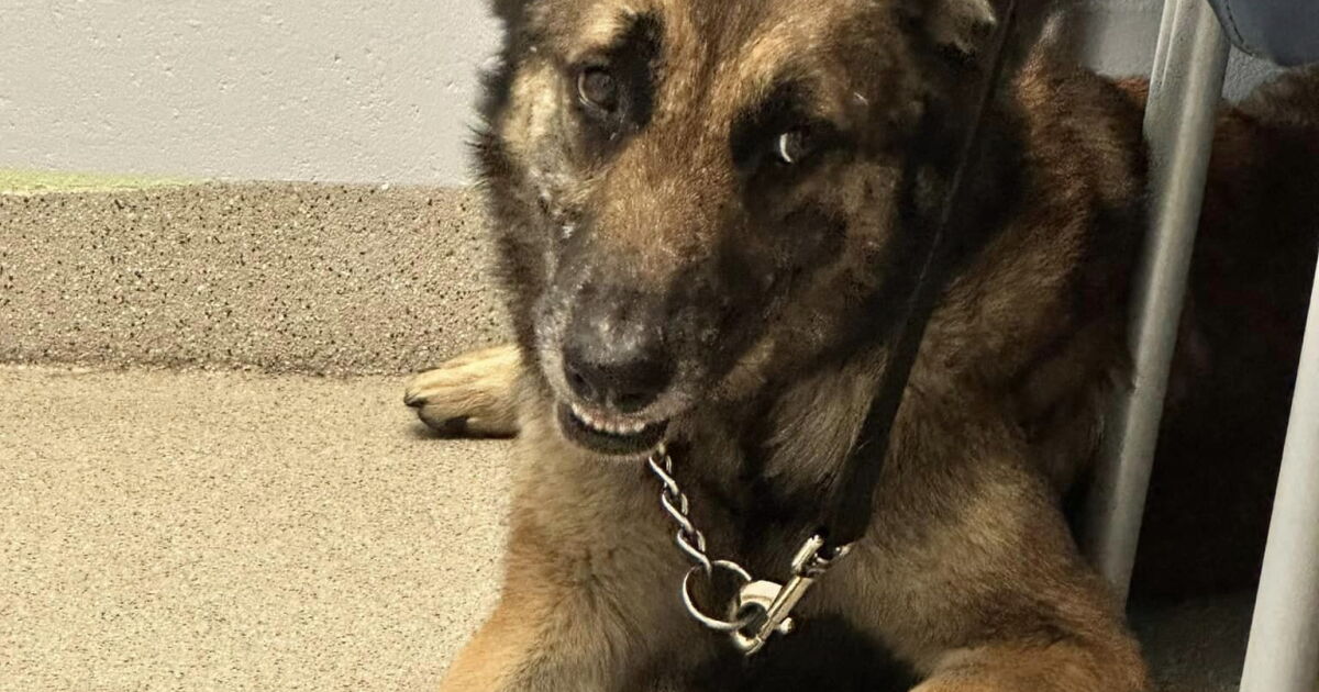 Blaze found again after nearly 2 months missing in Vero Beach - Vimarsana News