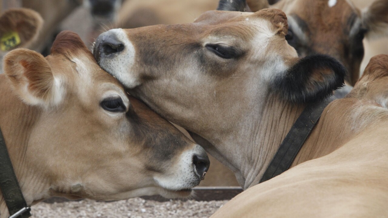 [Image: ?url=https%3A%2F%2Fewscripps.brightspotc...e-cows.jpg]