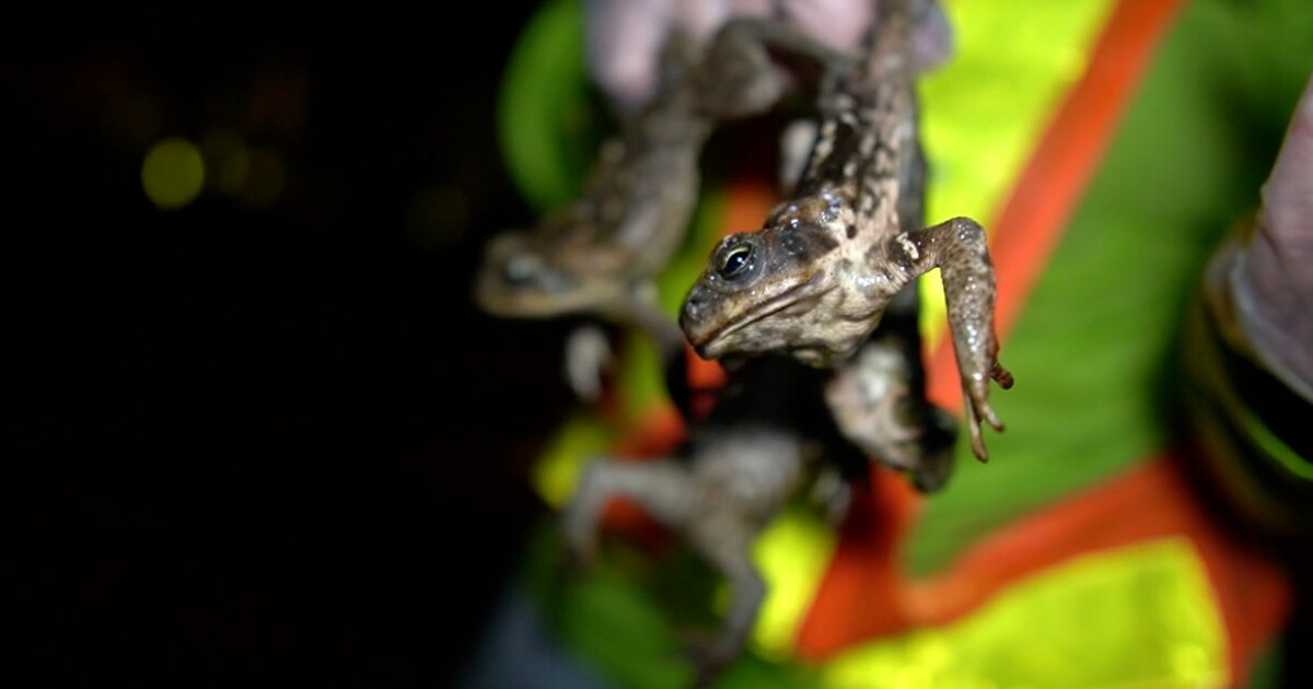 Florida's explosive growth could be helping toxic toads thrive - Vimarsana News