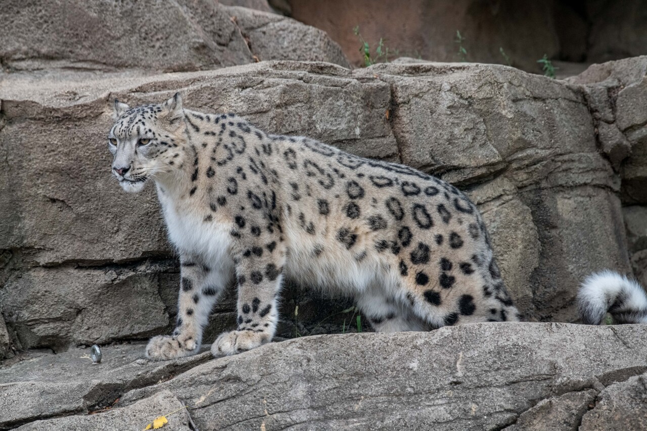 Snow Leopard Choto 09-2023-0043998 E.jpg