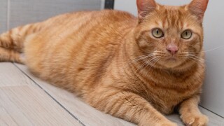Pet of the Week: Moon