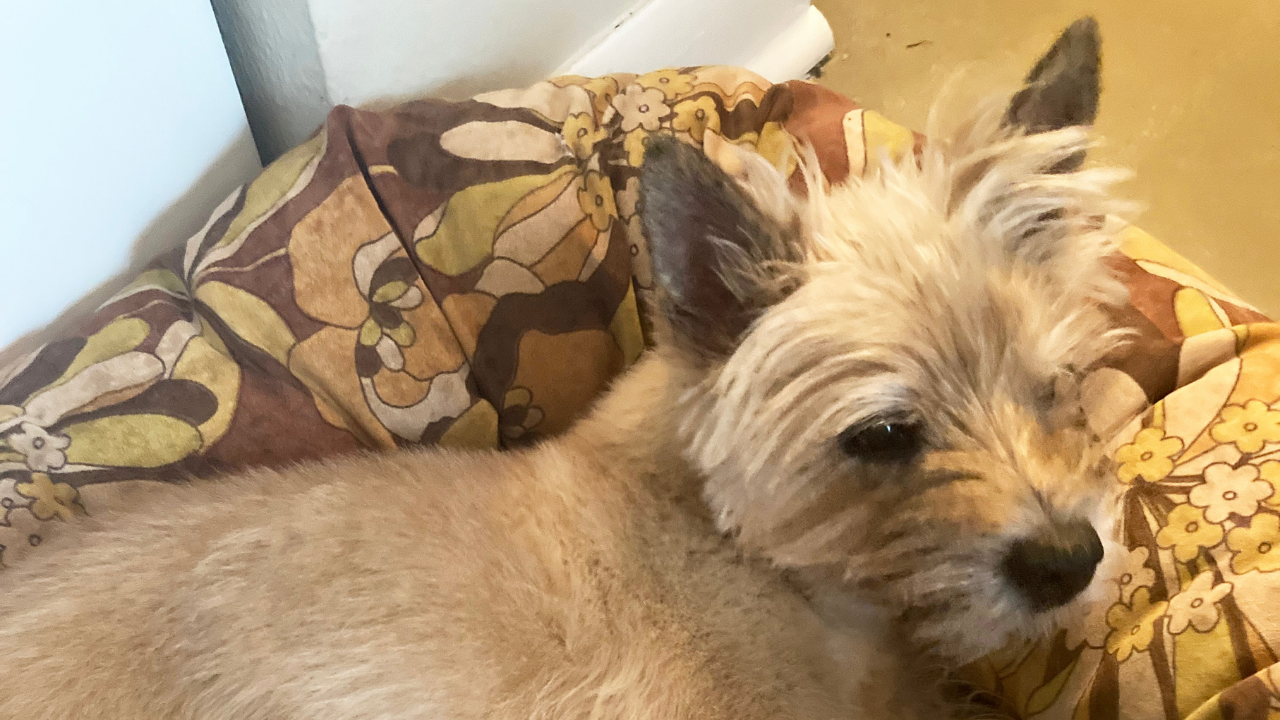 Tullys Tails Nellie2.png