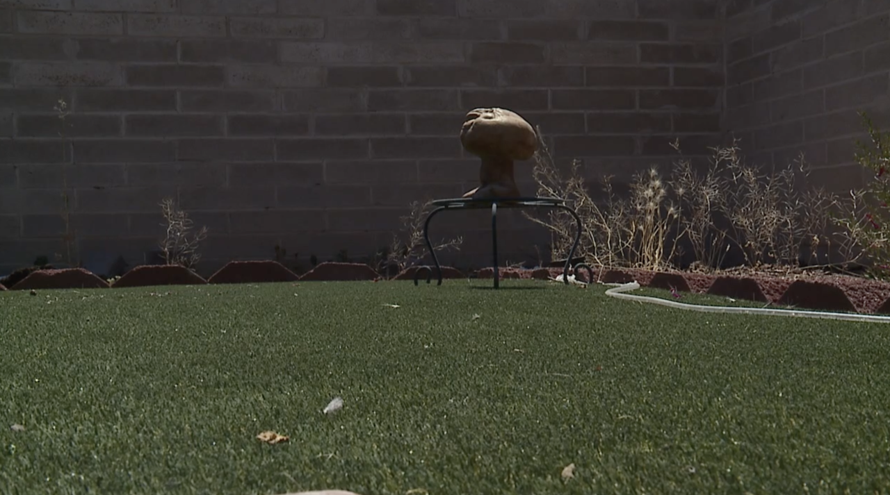 Trudi's sunbathing spot