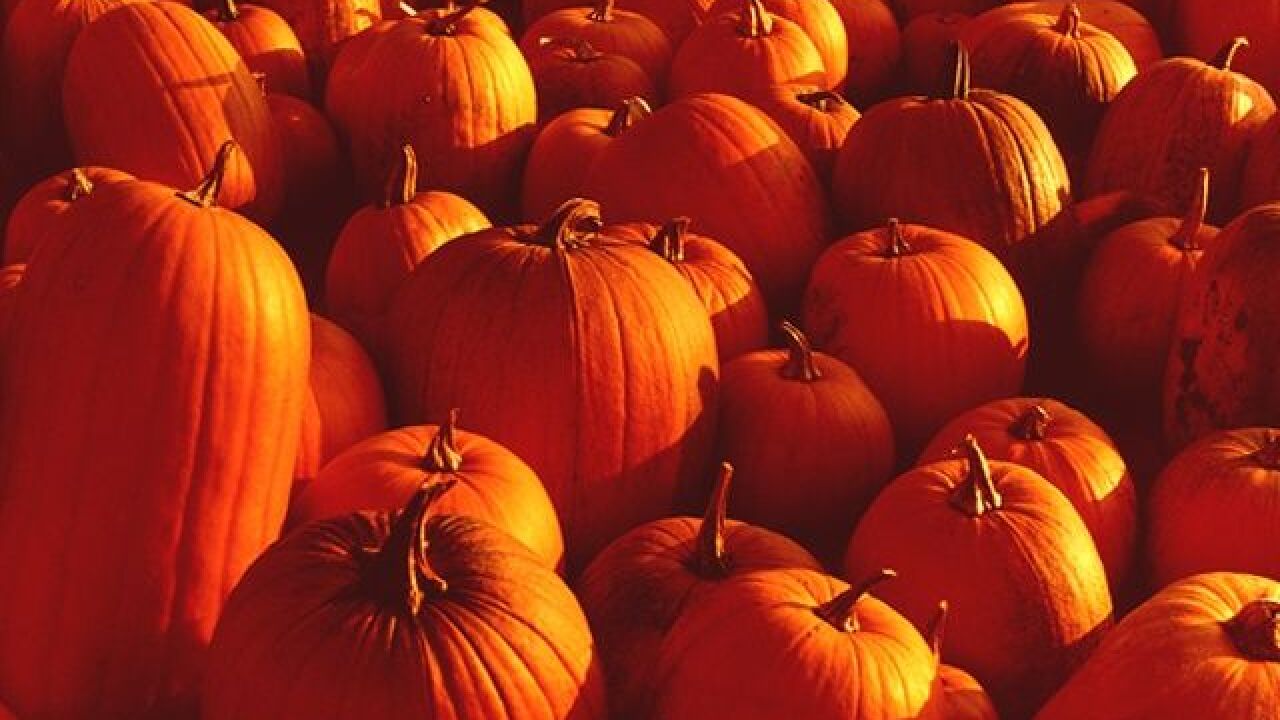 pumpkins