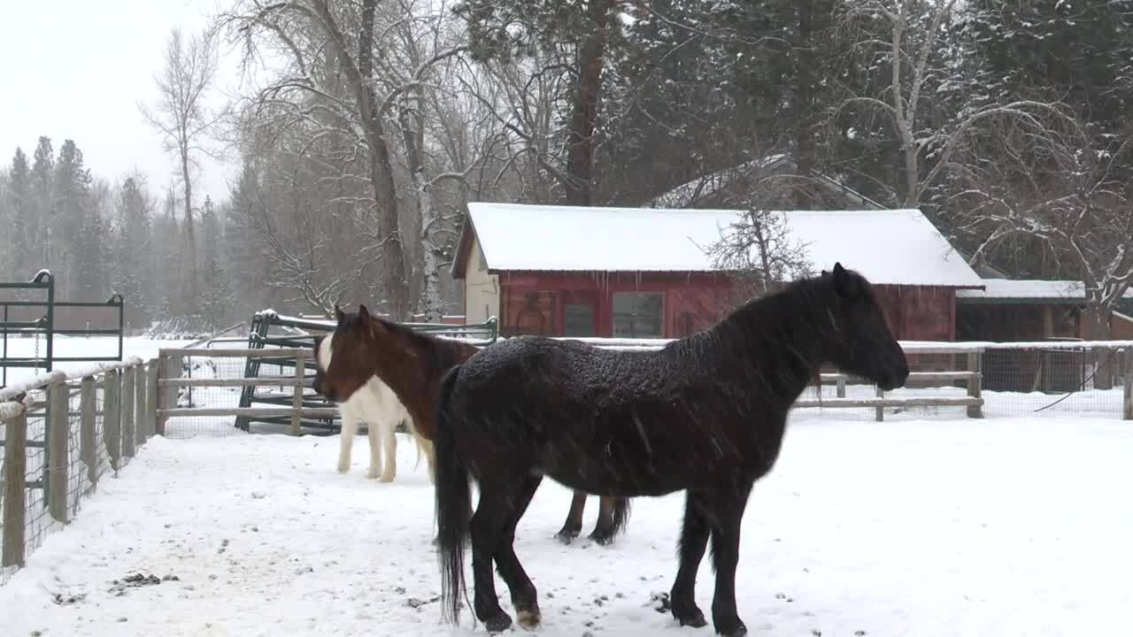 horse anctuary