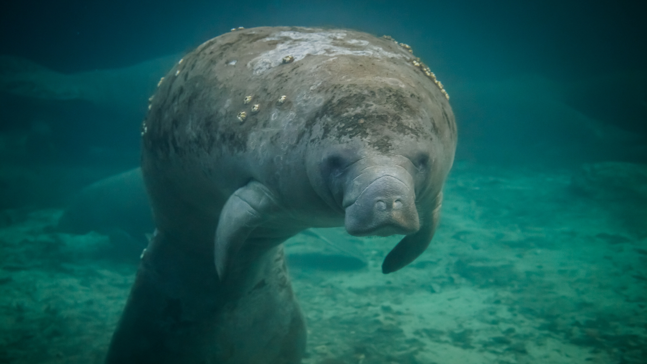 Manatee generic WFTS2.png